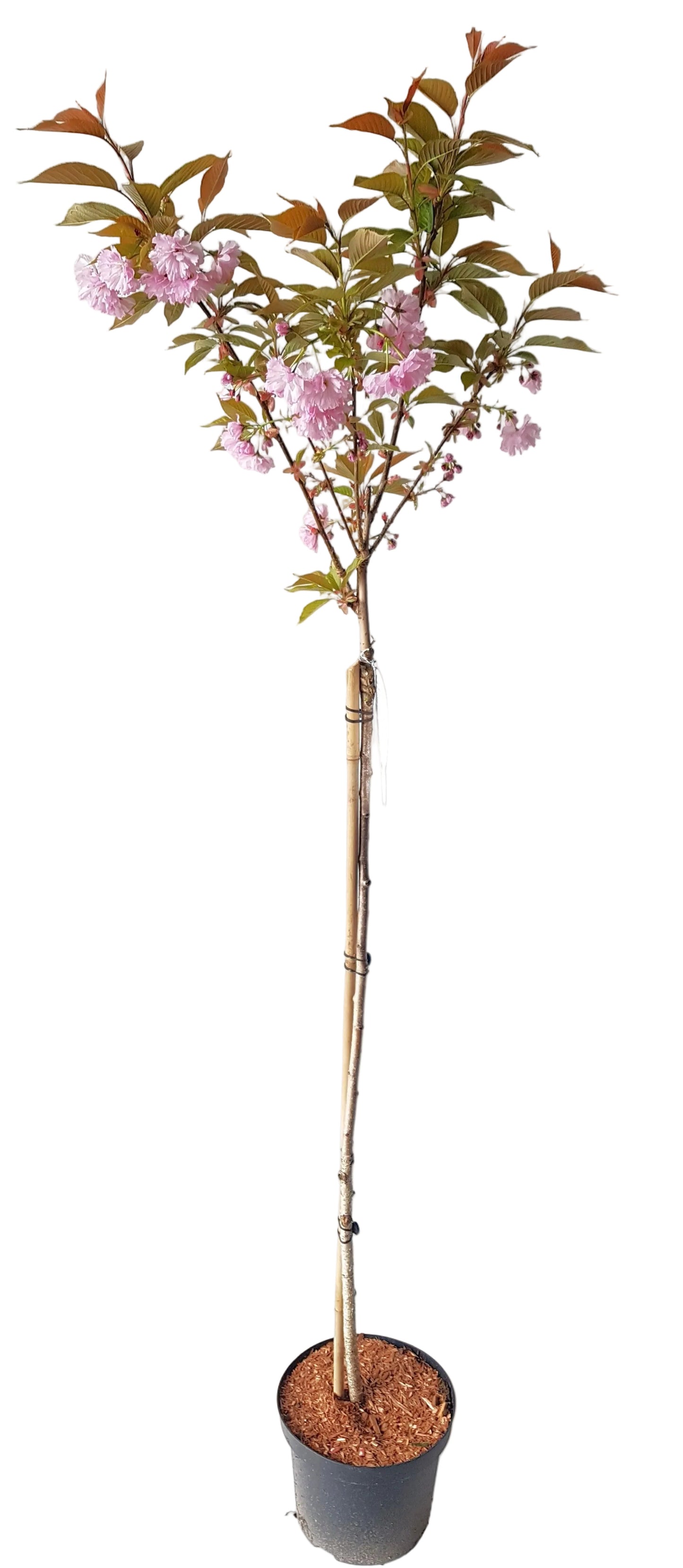 Prunus serrulata 'Kanzan' – Japanische Zierkirsche, Hochstamm, 180-190 cm