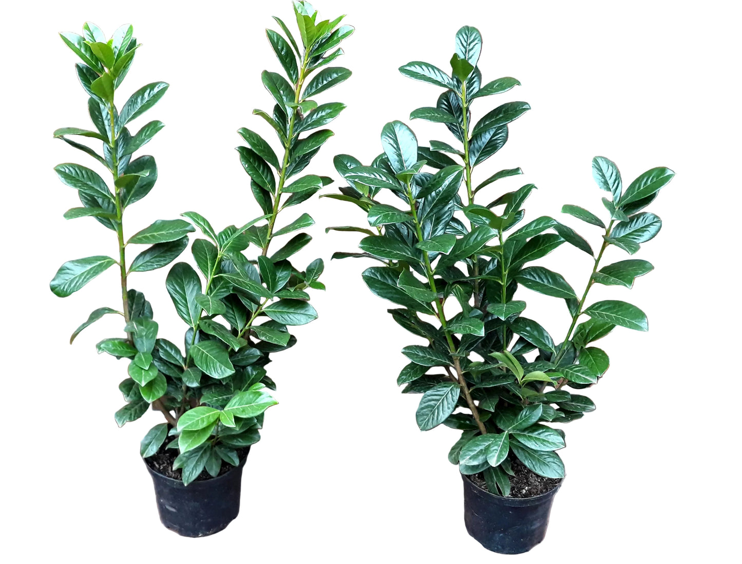 10 Kirschlorbeer Pflanzen, Prunus Novita, Pflanzenhöhe: 60-80 cm – Heckenpflanzen