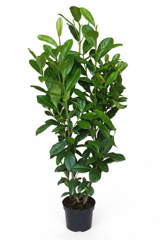 Kirschlorbeer Pflanze, Prunus Novita, Pflanzenhöhe: 100-125 cm – Heckenpflanze immergrün und winterhart