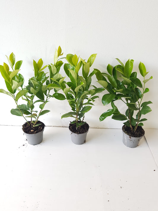 30x Großblättriger Kirschlorbeer Rotundifolia 40–50 cm – Immergrüne Heckenpflanzen | Prunus laurocerasus Rotundifolia