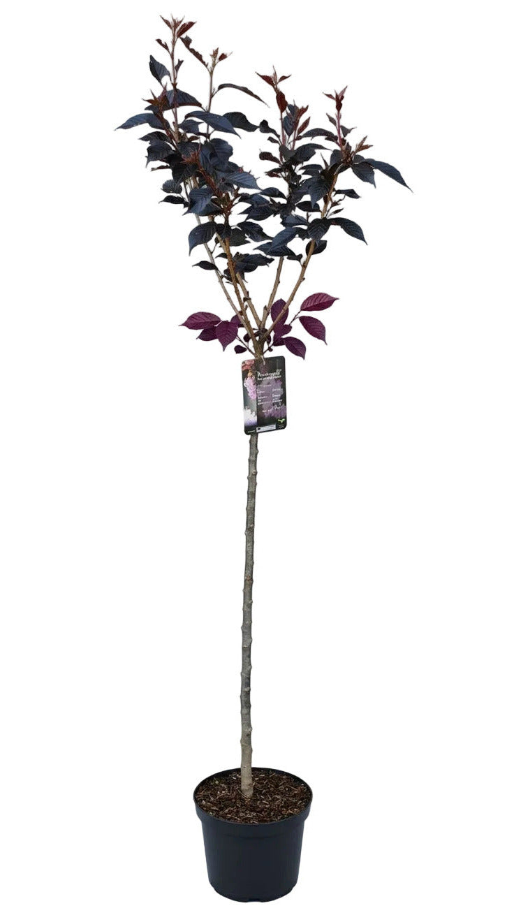 Prunus serrulata 'Royal Burgundy' – Japanische Nelkenkirsche Stämmchen – 180–190 cm Gesamthöhe