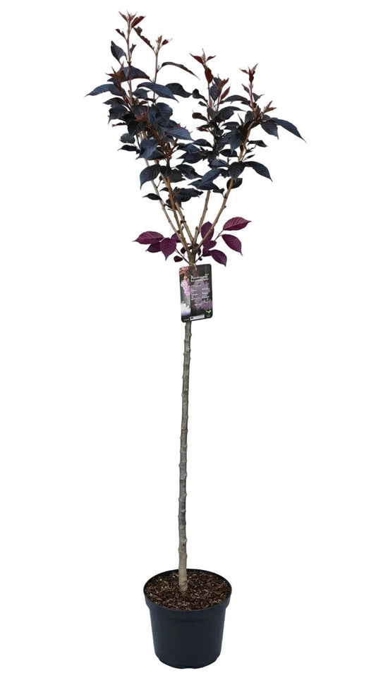 Prunus serrulata 'Royal Burgundy' – Japanische Nelkenkirsche Stämmchen – 180–190 cm Gesamthöhe