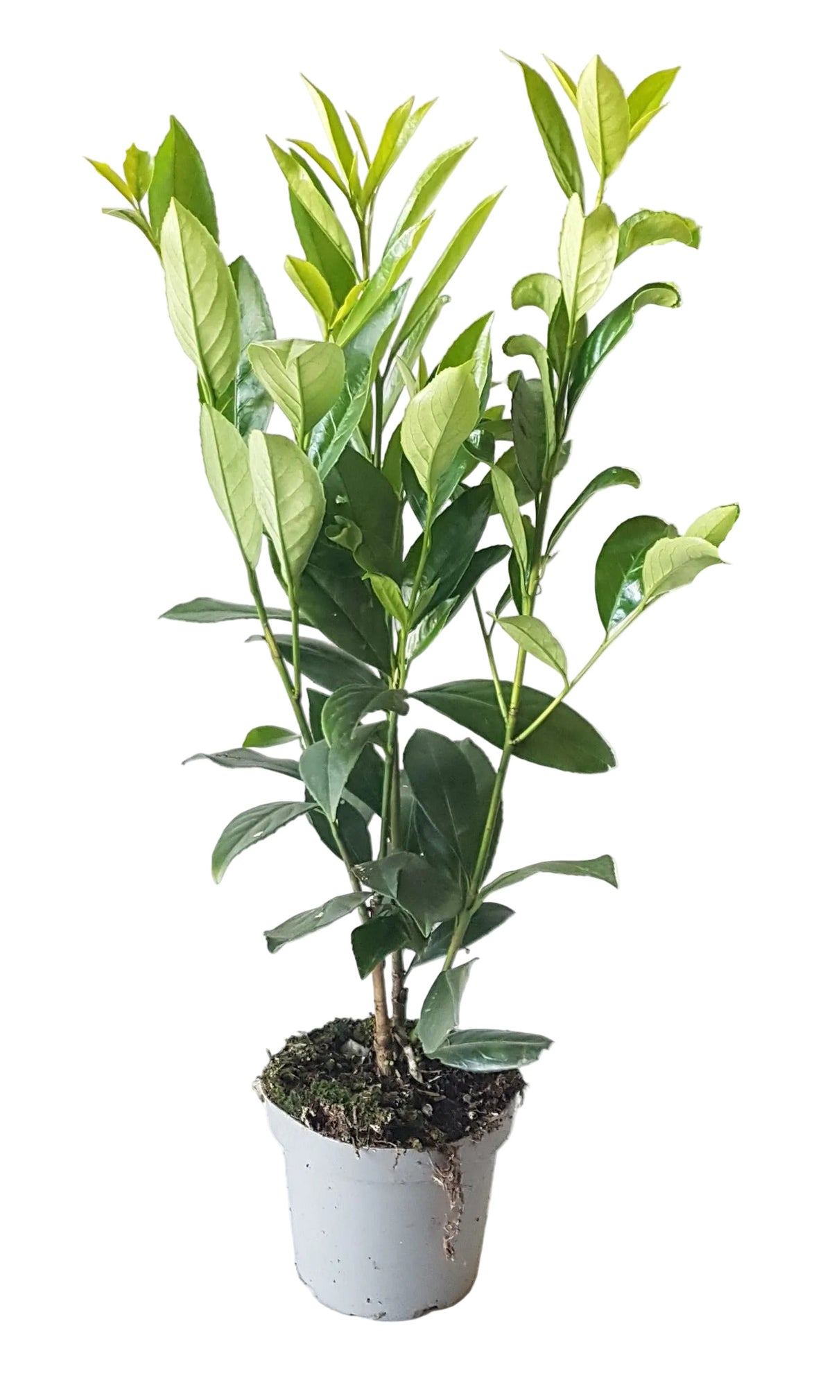 Kirschlorbeer Caucasica 50-60 cm im 1,3L Topf – Winterharte, Immergrüne Heckenpflanze | Prunus laurocerasus Caucasica