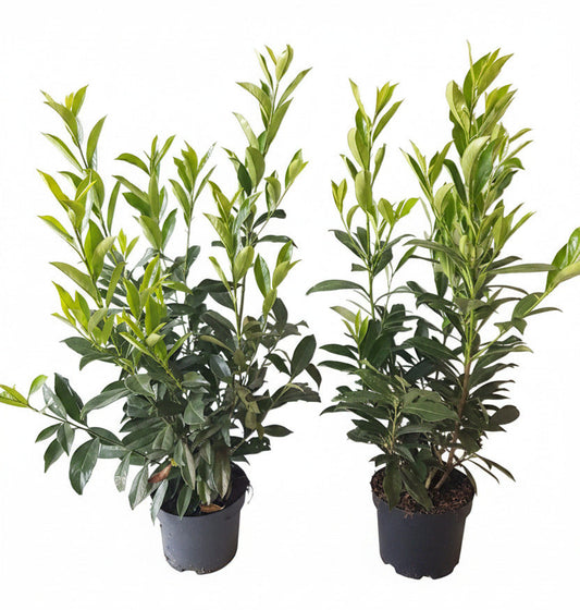 10x Kirschlorbeer Caucasica 60–80 cm im 3L Topf – Winterharte, Immergrüne Heckenpflanzen | Prunus laurocerasus Caucasica