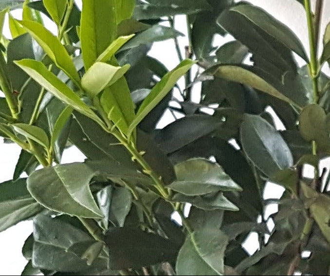 Prunus laurocerasus 'Caucasica' – Kirschlorbeer Hochstamm 170–180 cm | 120 cm Stammhöhe