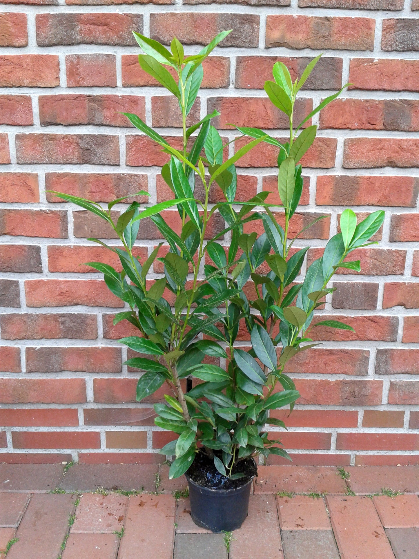 10x Kirschlorbeer Caucasica 60–80 cm im 3L Topf – Winterharte, Immergrüne Heckenpflanzen | Prunus laurocerasus Caucasica