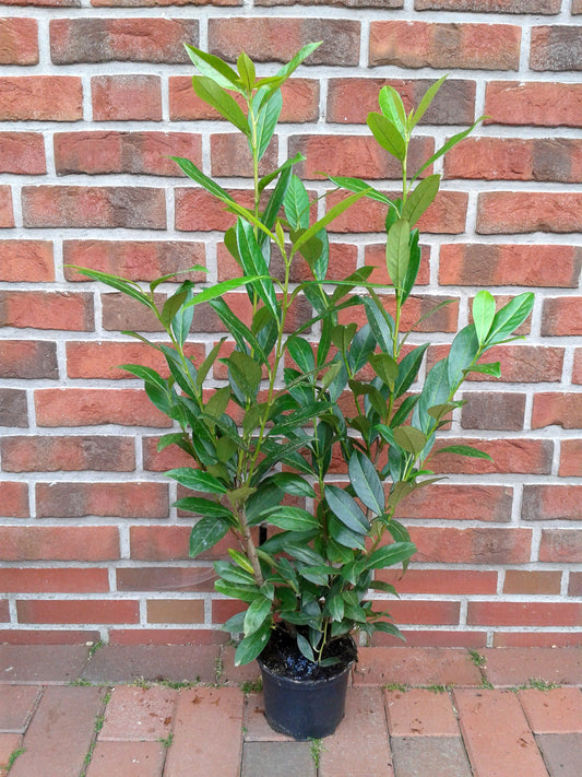 10x Kirschlorbeer Caucasica 60–80 cm im 3L Topf – Winterharte, Immergrüne Heckenpflanzen | Prunus laurocerasus Caucasica