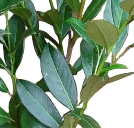 Prunus laurocerasus 'Caucasica' – Kirschlorbeer Hochstamm 170–180 cm | 120 cm Stammhöhe
