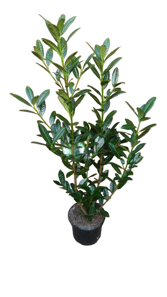 10x Kirschlorbeer Genolia 60-80 cm – Prunus laurocerasus – Immergrüne Heckenpflanzen im Topf