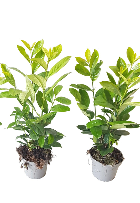 30x Kirschlorbeer Novita 40-50 cm – Immergrüne, Winterharte Heckenpflanzen | Prunus laurocerasus Novita