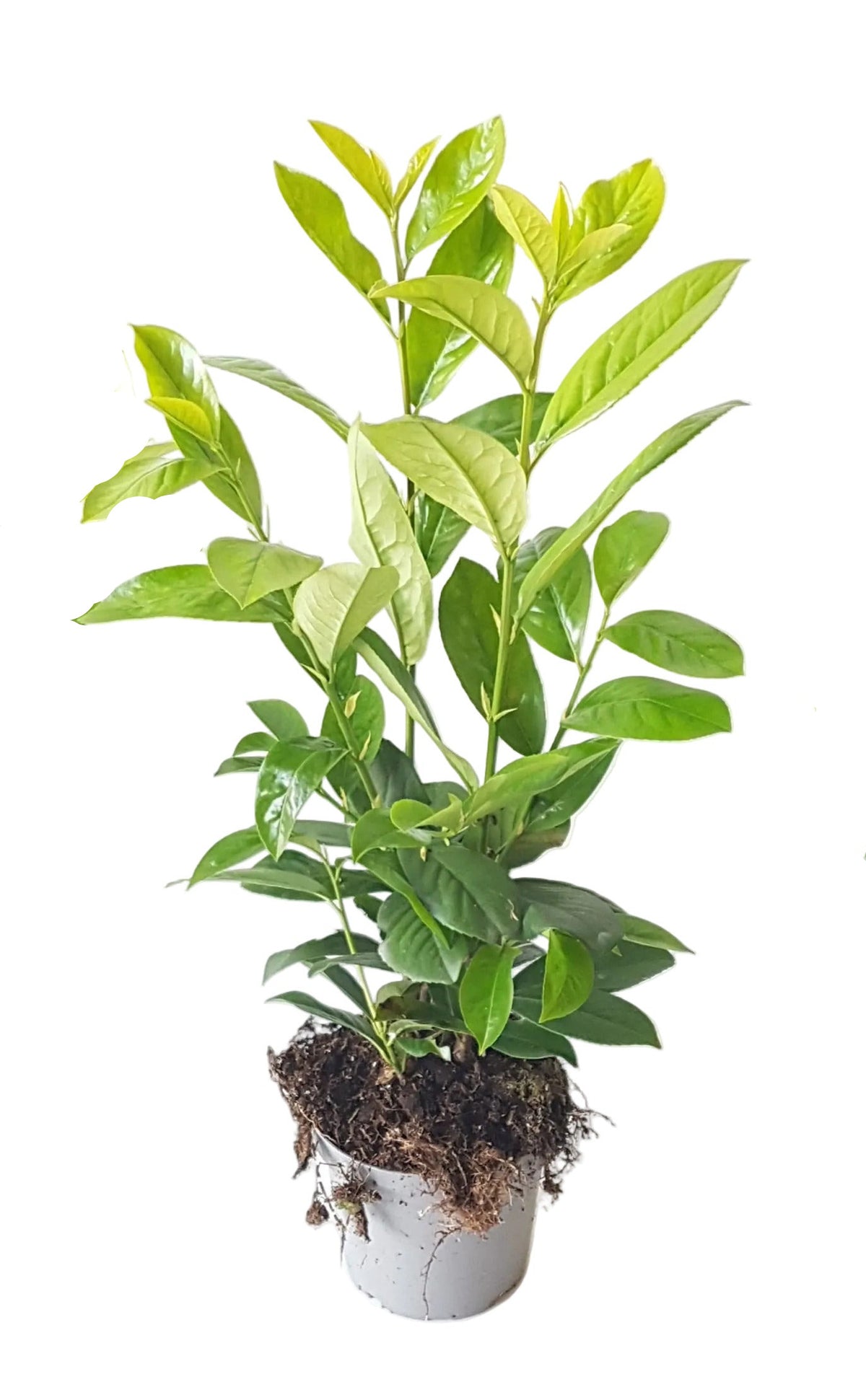 Kirschlorbeer Novita 40-50 cm – Immergrüne, Winterharte Heckenpflanze | Prunus laurocerasus Novita