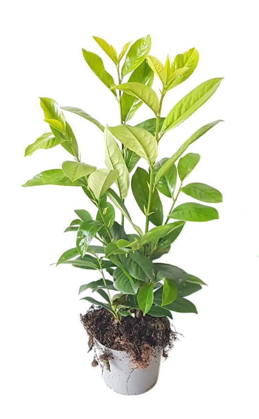 Kirschlorbeer Novita 40-50 cm – Immergrüne, Winterharte Heckenpflanze | Prunus laurocerasus Novita