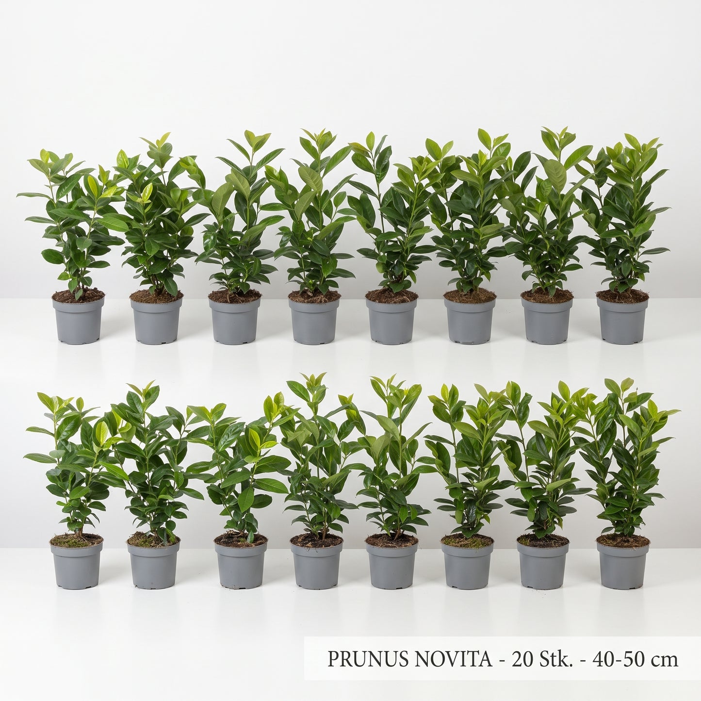 30x Kirschlorbeer Novita 40-50 cm – Immergrüne, Winterharte Heckenpflanzen | Prunus laurocerasus Novita