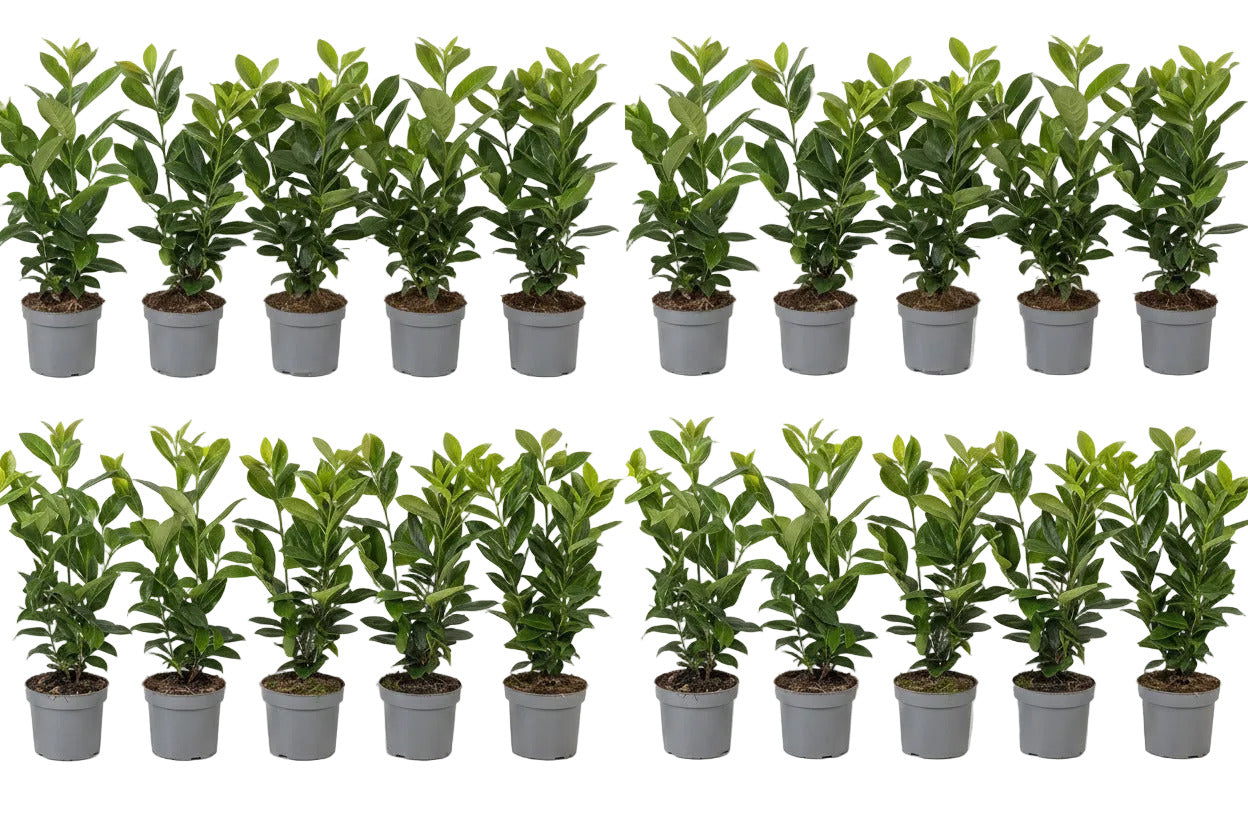 20x Kirschlorbeer Novita 40-50 cm – Immergrüne, Winterharte Heckenpflanzen | Prunus laurocerasus Novita