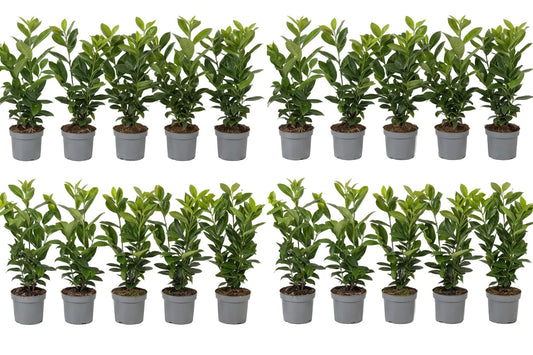 20x Kirschlorbeer Novita 40-50 cm – Immergrüne, Winterharte Heckenpflanzen | Prunus laurocerasus Novita