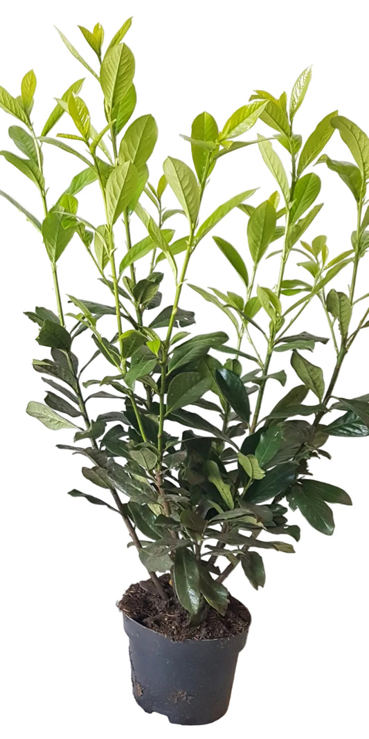 Kirschlorbeer Pflanze, Prunus Novita, Pflanzenhöhe: 80-100 cm – Heckenpflanze immergrün und winterhart