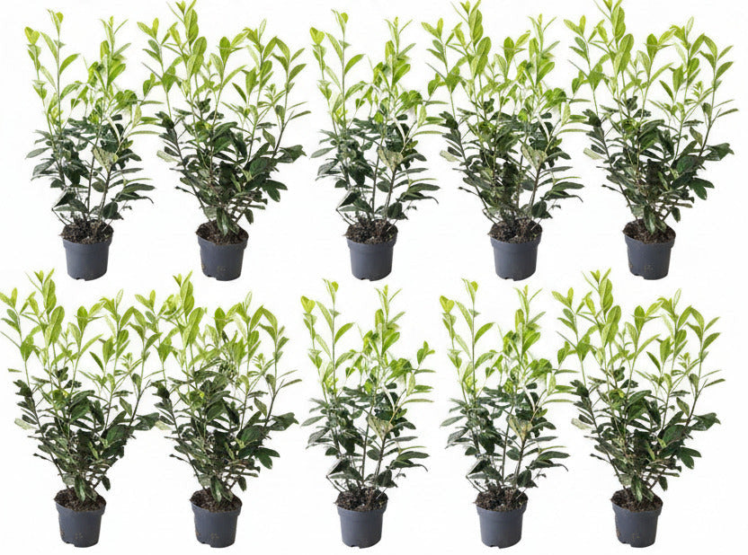 10x Prunus Novita Kirschlorbeer – 80–100 cm – immergrüne Heckenpflanzen – winterhart & schnittverträglich