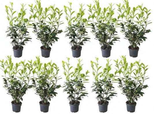 10x Prunus Novita Kirschlorbeer – 80–100 cm – immergrüne Heckenpflanzen – winterhart & schnittverträglich