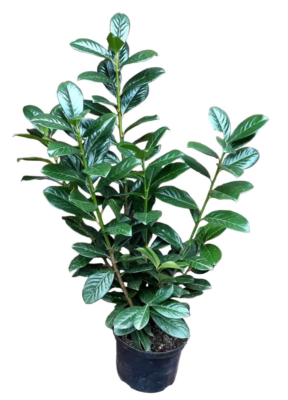 Kirschlorbeer Pflanze, Prunus Novita, Pflanzenhöhe: 60-80 cm – Heckenpflanze immergrün und winterhart