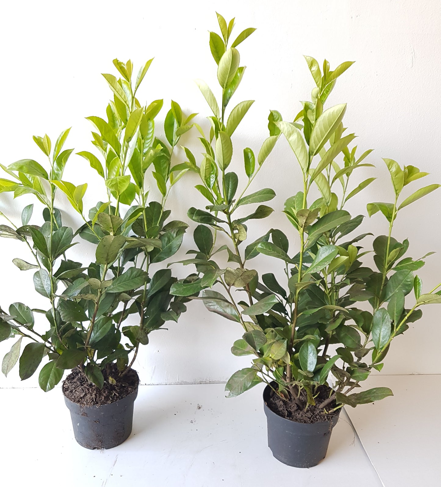 10x Prunus Novita Kirschlorbeer – 80–100 cm – immergrüne Heckenpflanzen – winterhart & schnittverträglich