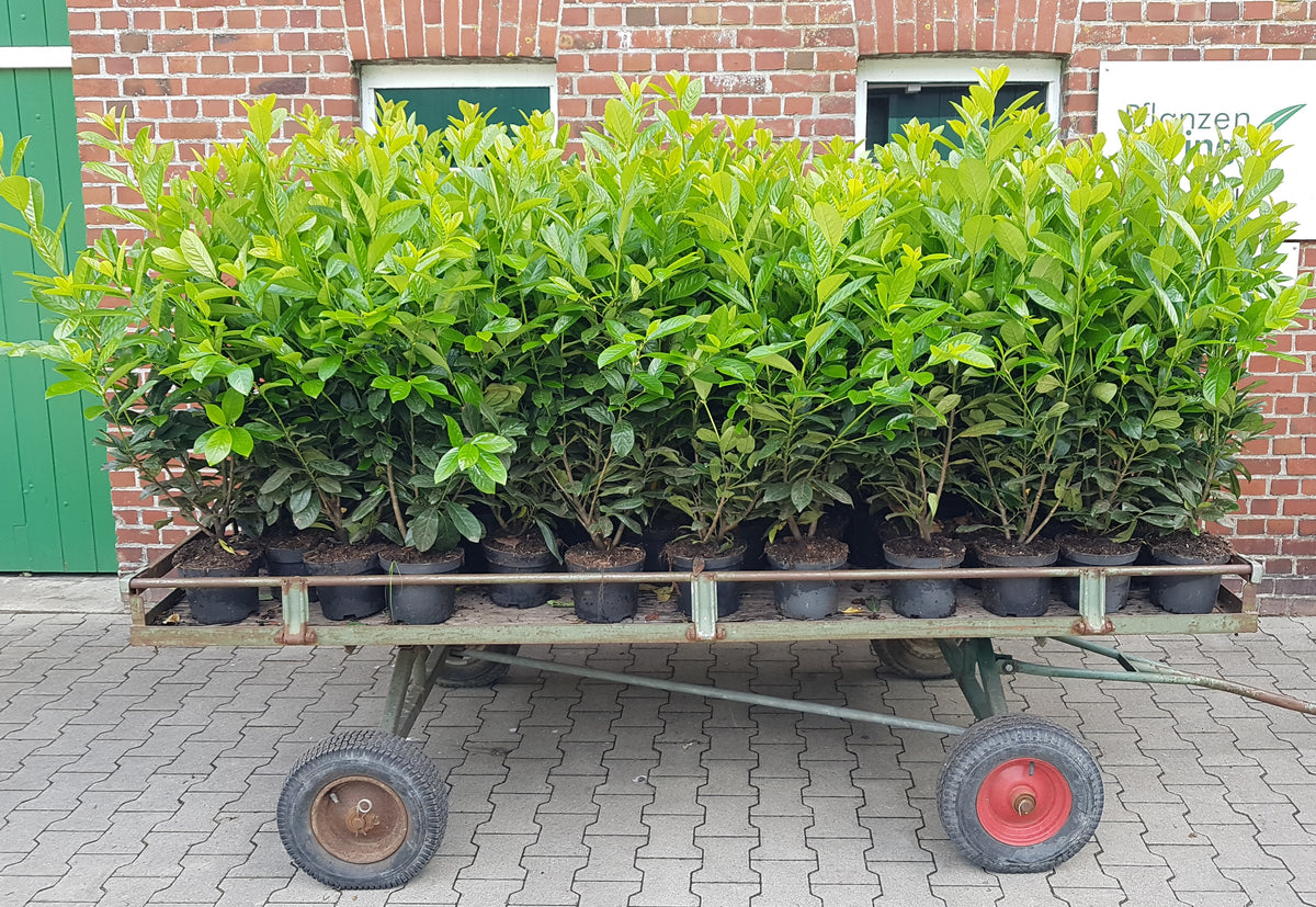 10x Prunus Novita Kirschlorbeer – 60–80 cm – immergrüne Heckenpflanzen – winterhart & schnittverträglich