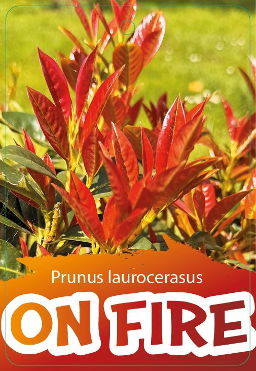 10x Kirschlorbeer On Fire 60-80 cm | Prunus laurocerasus | Immergrüne winterharte Heckenpflanzen | Roter Austrieb | Sichtschutzhecke | 10 Pflanzen im Set