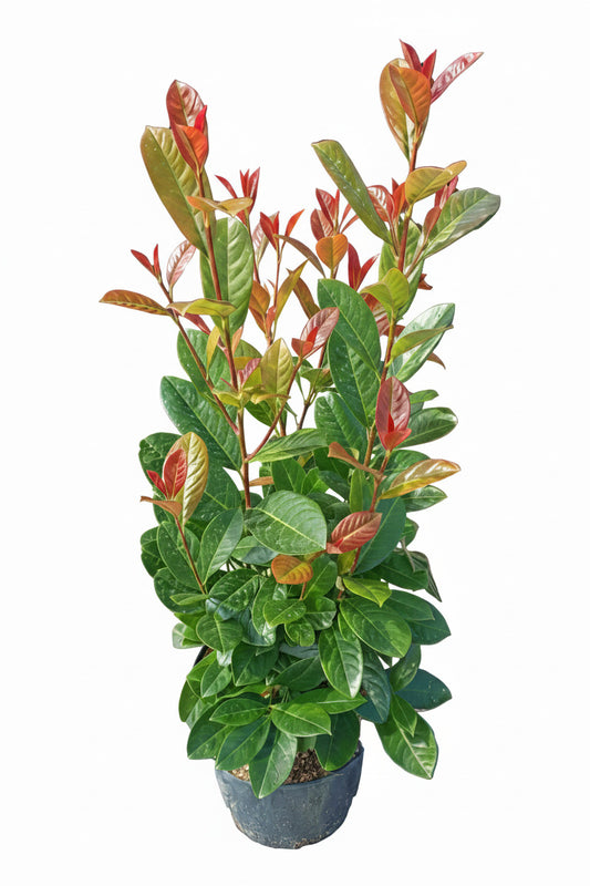 10x Kirschlorbeer On Fire 60-80 cm | Prunus laurocerasus | Immergrüne winterharte Heckenpflanzen | Roter Austrieb | Sichtschutzhecke | 10 Pflanzen im Set