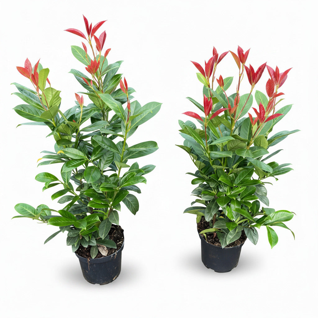 10x Kirschlorbeer On Fire 60-80 cm | Prunus laurocerasus | Immergrüne winterharte Heckenpflanzen | Roter Austrieb | Sichtschutzhecke | 10 Pflanzen im Set