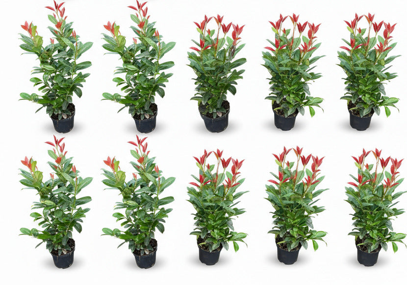 10x Kirschlorbeer On Fire 60-80 cm | Prunus laurocerasus | Immergrüne winterharte Heckenpflanzen | Roter Austrieb | Sichtschutzhecke | 10 Pflanzen im Set