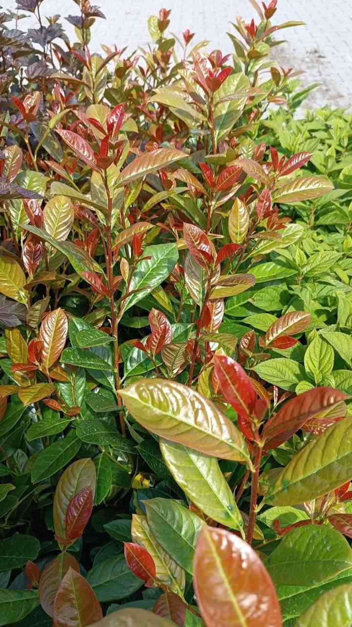 10x Kirschlorbeer On Fire 60-80 cm | Prunus laurocerasus | Immergrüne winterharte Heckenpflanzen | Roter Austrieb | Sichtschutzhecke | 10 Pflanzen im Set