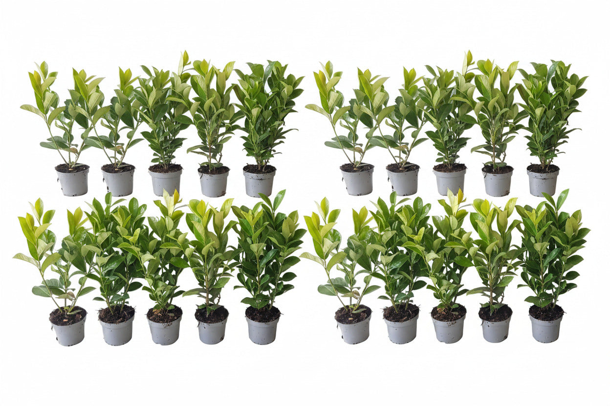 20x Großblättriger Kirschlorbeer Rotundifolia 40–50 cm – Immergrüne Heckenpflanzen | Prunus laurocerasus Rotundifolia