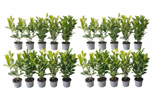 20x Großblättriger Kirschlorbeer Rotundifolia 40–50 cm – Immergrüne Heckenpflanzen | Prunus laurocerasus Rotundifolia
