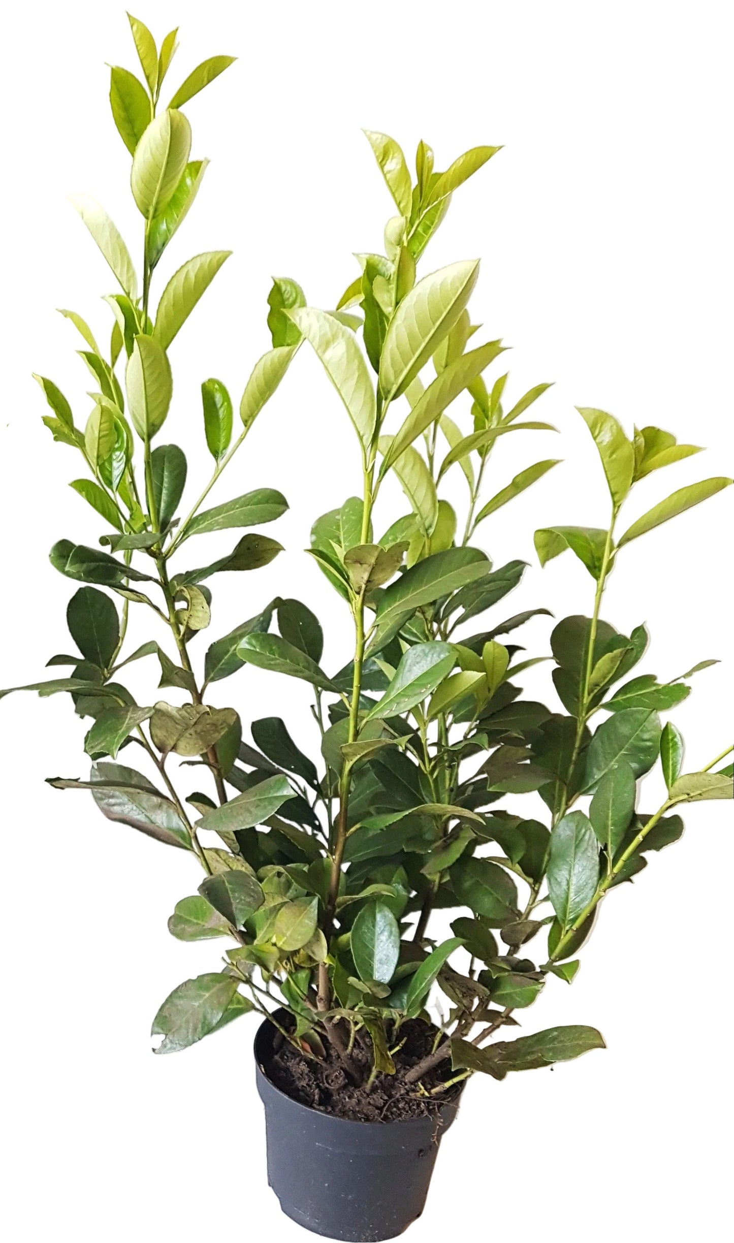 10 Kirschlorbeer Pflanzen, Prunus laur. Rotundifolia, Pflanzenhöhe: 60-80 cm – Heckenpflanzen immergrün