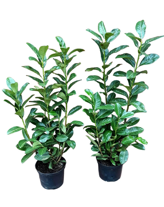 10 Kirschlorbeer Pflanzen, Prunus laur. Rotundifolia, Pflanzenhöhe: 60-80 cm – Heckenpflanzen immergrün