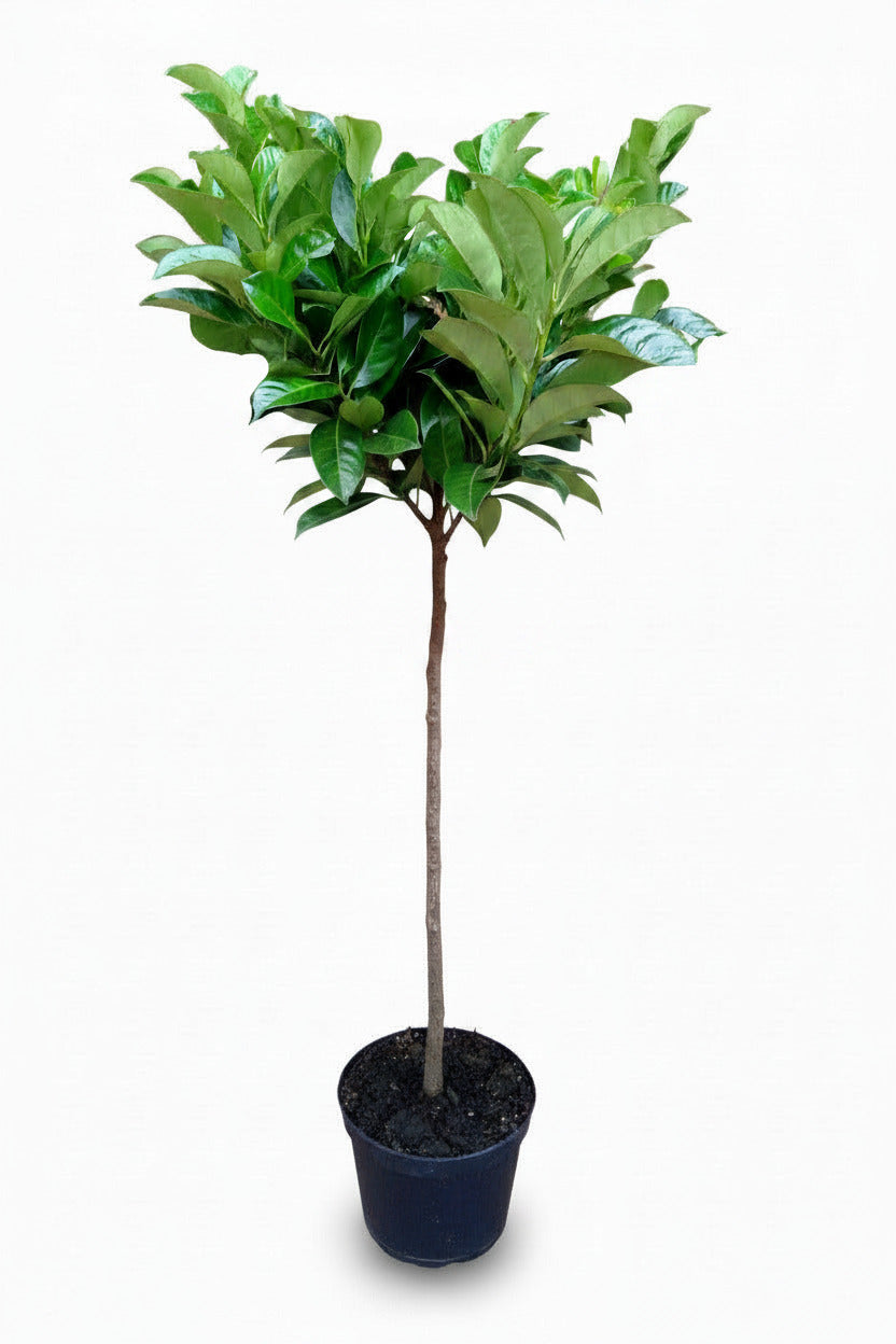 Prunus laurocerasus 'Novita' Stamm 170–180 cm – Kirschlorbeer Hochstamm
