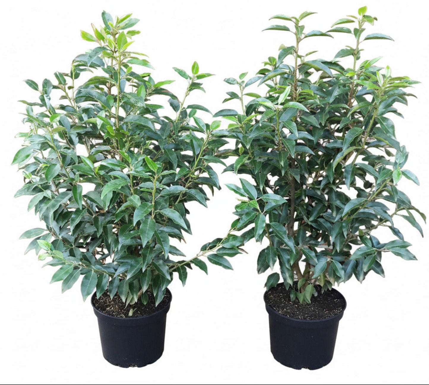 10x Prunus lusitanica 'Angustifolia' Portugiesischer Kirschlorbeer – 80–100 cm – immergrüne Heckenpflanzen – winterhart & schnittverträglich