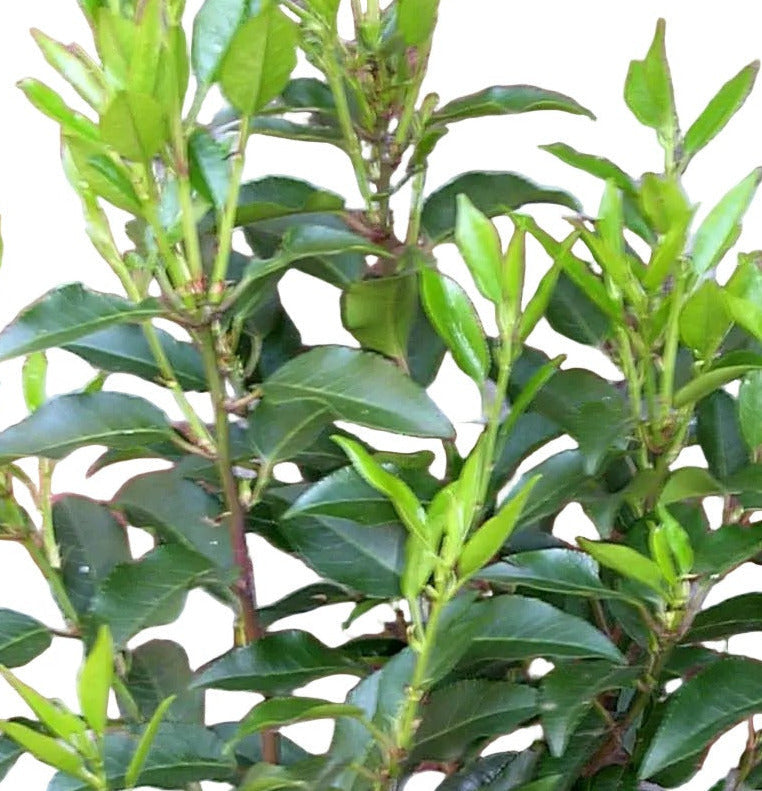10x Prunus lusitanica 'Angustifolia' Portugiesischer Kirschlorbeer – 80–100 cm – immergrüne Heckenpflanzen – winterhart & schnittverträglich