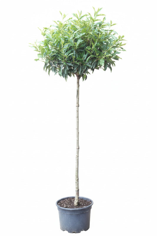 Lorbeerkirsche Hochstamm Kugel 170–180 cm – Prunus lusitanica Angustifolia, immergrün, winterhart, Kugeliger Baum für Garten & Terrasse