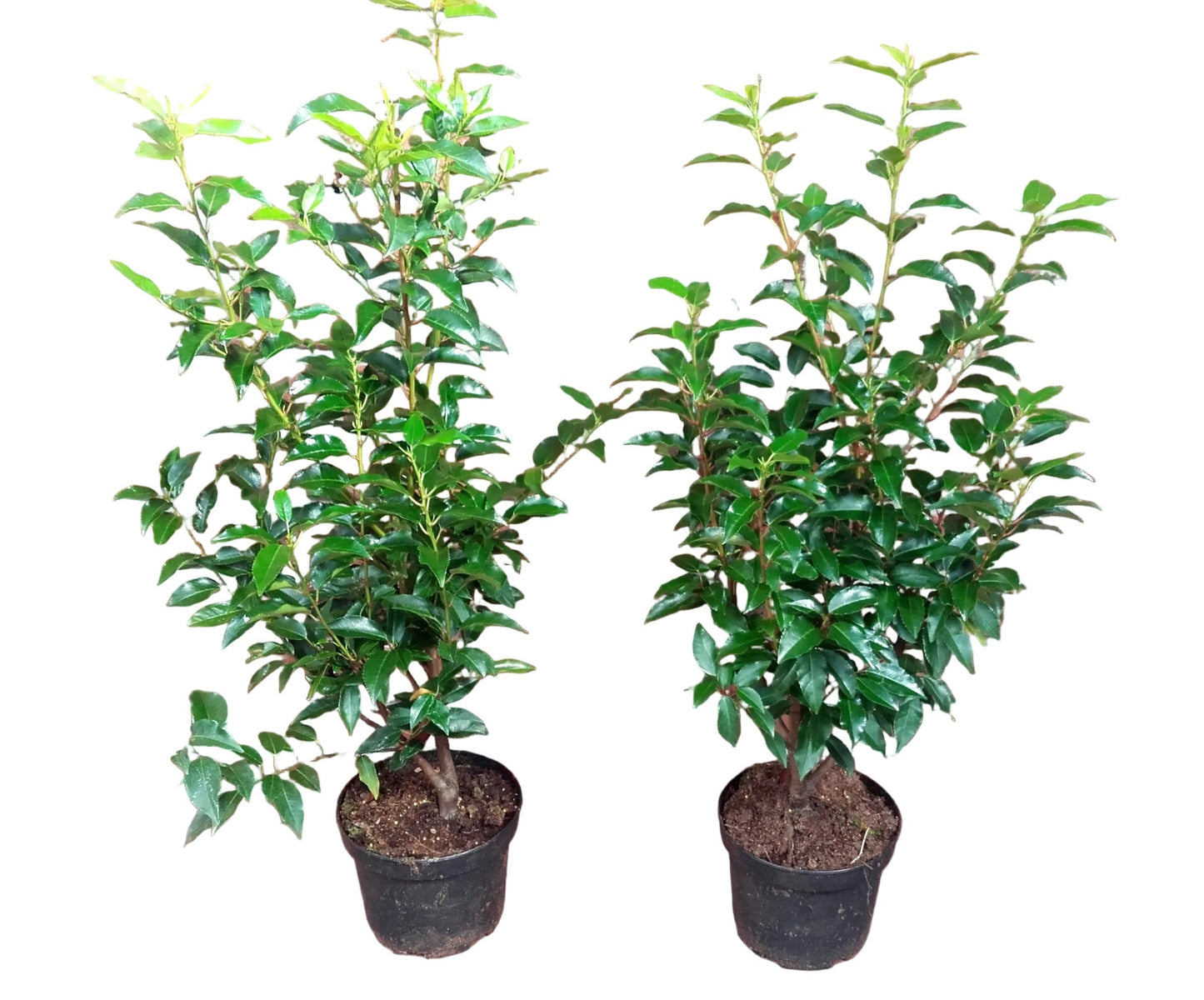 20x Prunus lusitanica 'Angustifolia' Portugiesischer Kirschlorbeer – 40–50 cm – immergrüne Heckenpflanzen – winterhart & schnittverträglich