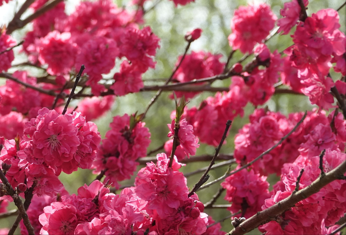 Prunus persica 'Taoflora Red' 170-180 cm – Blühendes Zierpfirsich Stämmchen - Stammhöhe 120 cm