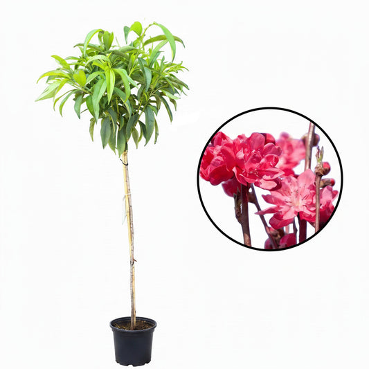 Prunus persica 'Taoflora Red' 170-180 cm – Blühendes Zierpfirsich Stämmchen - Stammhöhe 120 cm