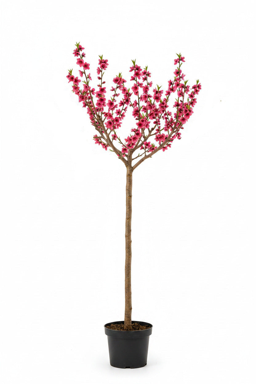 Prunus persica 'Taoflora Red' 170-180 cm – Blühendes Zierpfirsich Stämmchen - Stammhöhe 120 cm