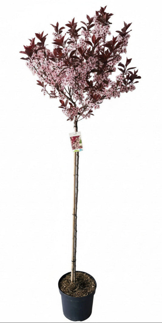 Prunus cistena Stamm  – Blutpflaume 180-190 cm, Stammhöhe 120 cm – Winterharter Hausbaum mit rotem Laub
