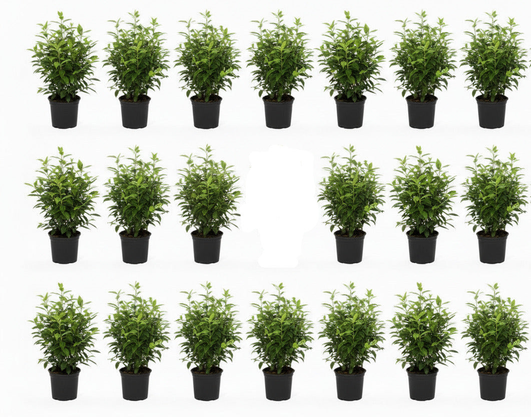20x Prunus lusitanica 'Angustifolia' Portugiesischer Kirschlorbeer – 40–50 cm – immergrüne Heckenpflanzen – winterhart & schnittverträglich