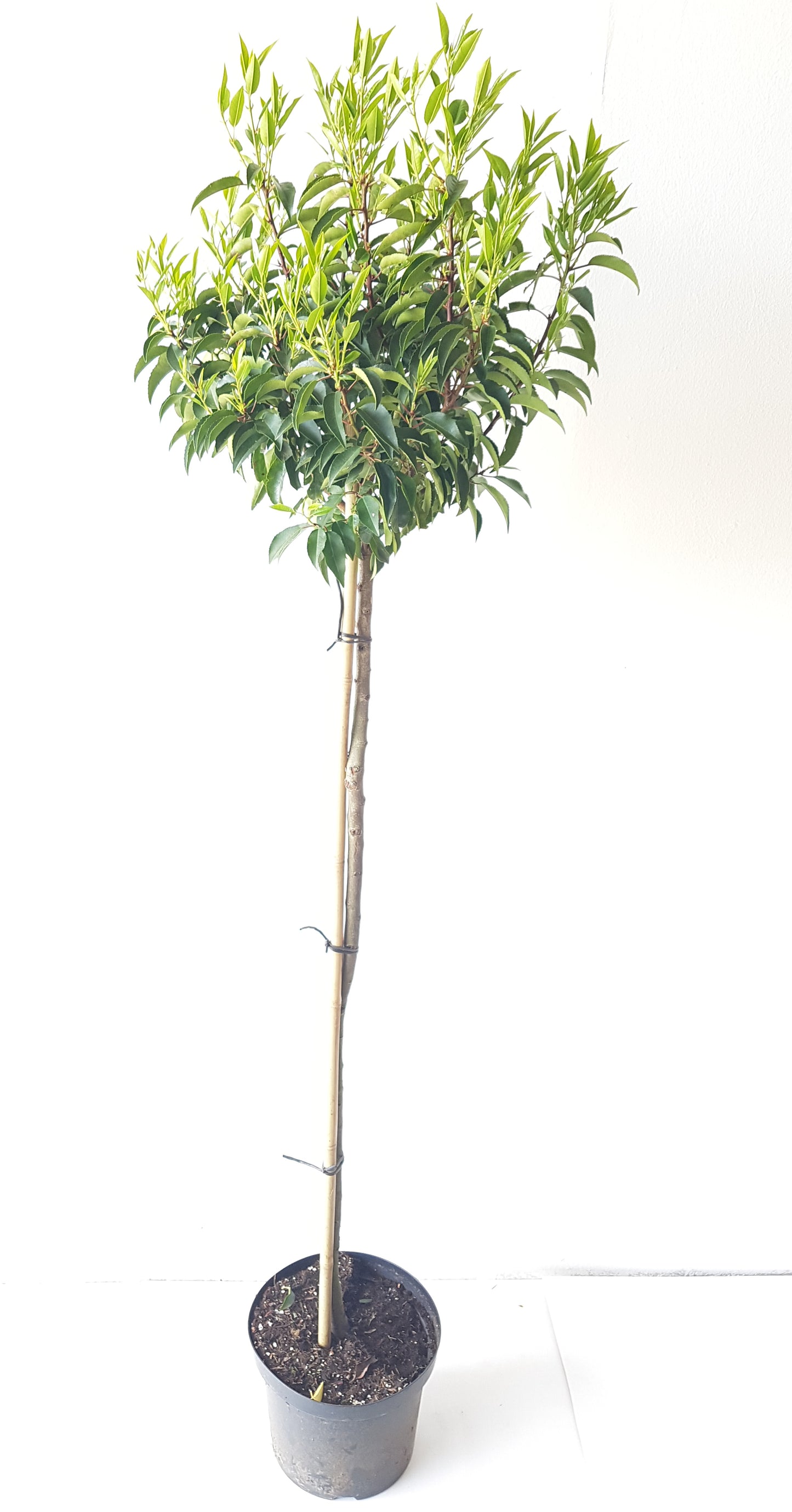 Lorbeerkirsche Hochstamm Kugel 170–180 cm – Prunus lusitanica Angustifolia, immergrün, winterhart, Kugeliger Baum für Garten & Terrasse