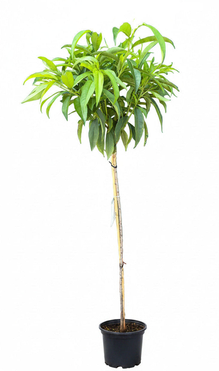Prunus persica 'Taoflora Red' 170-180 cm – Blühendes Zierpfirsich Stämmchen - Stammhöhe 120 cm