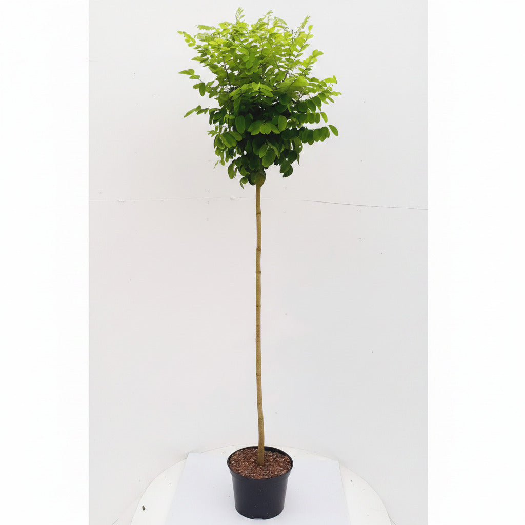 Robinie, Robinia Umbraculifera, Kugelrobinie, 180-190 cm, Kugelakazie mit Stamm