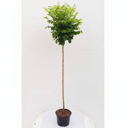 Robinie, Robinia Umbraculifera, Kugelrobinie, 180-190 cm, Kugelakazie mit Stamm
