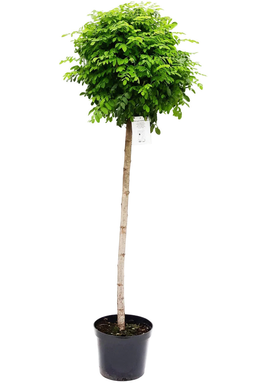 Robinia Umbraculifera Hochstamm, Kugelrobinie - Kugelakazie 250 cm, Stammhöhe 180 cm