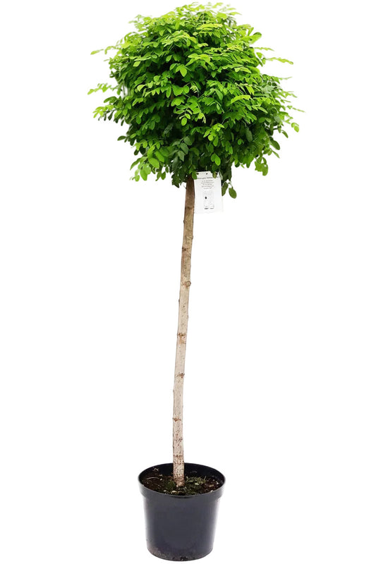 Robinia Umbraculifera Hochstamm, Kugelrobinie - Kugelakazie 250 cm, Stammhöhe 180 cm